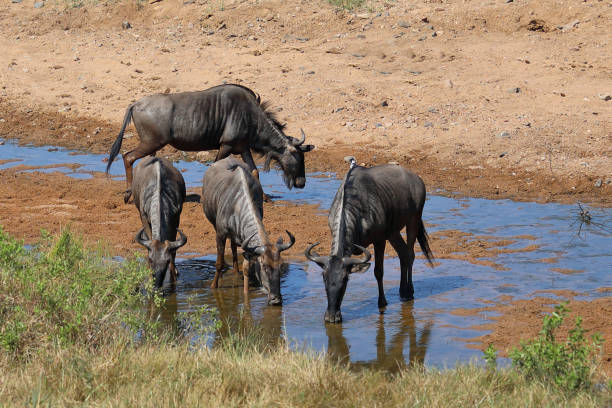 istock Streifengnu im Tsendze River/ Blue wildebeest in Tsendze River / Connochaetes taurinus 2201585703