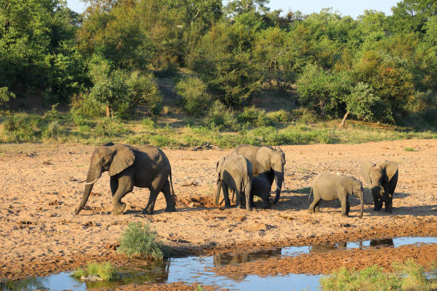 istock Afrikanischer Elefant / African elephant / Loxodonta africana 2201585750