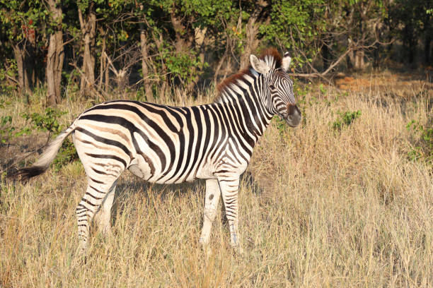istock Steppenzebra / Burchell's zebra / Equus quagga burchellii 2201586399