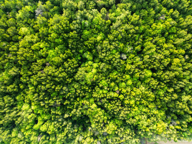 istock Top view Forest lake landscape,Rainforest ecosystem and healthy environment concept and nature background,Texture of green trees forest view from above, Aerial view Green mangrove trees background 2201588398