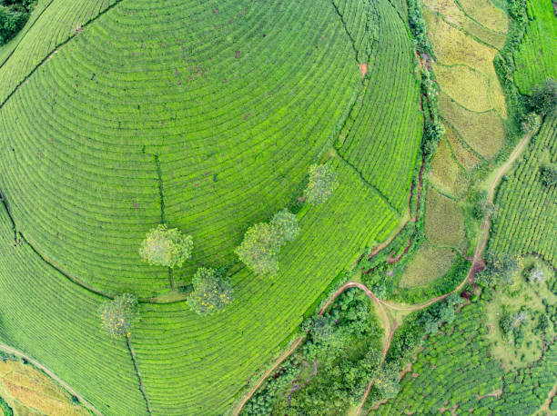 istock High angle view Rows of growing tea plantation at Long Coc mountains, Phu Tho province,Texture of Green tea leaf in northern Vietnam 2201589845