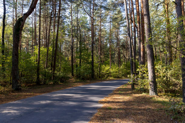 istock a road in a forest with deciduous trees in the autumn season 2201593296