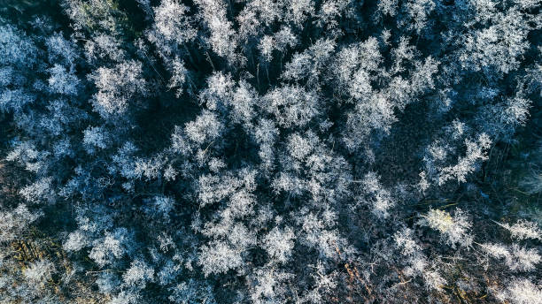 istock Frosty Aerial View of Winter Trees 2201594320