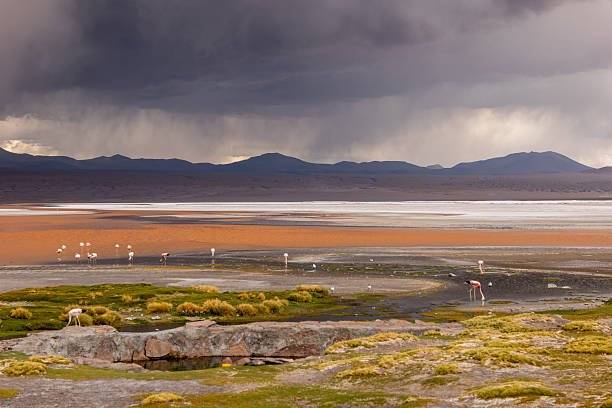 Group of flamingos standing in a vibrant wetland under a stormy sky. Dramatic clouds over a colorful marsh. Nature scenery with birds and distant mountains.