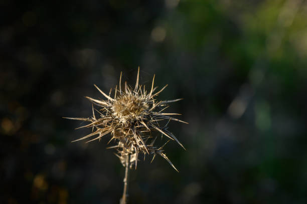 Unique spiky plant captures the essence of nature's beauty during a tranquil afternoon in the wilderness.