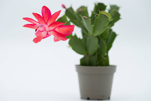 3D digital render of a Christmas cactus in a flower pot isolated on white background