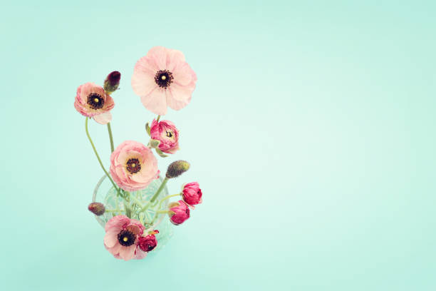 Multi-coloured ranunculus flowers, pink, yellow and orange close-up fresh blooming spring flower macro on white background