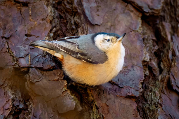 A wWhite-breasted Nuthatch gazes out from the trunk of a pine tree. Garner, North Carolina.