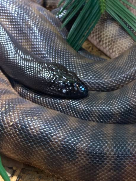 Sheild Headed Python's 110+ Black Headed Python Photos Stock Photos, Pictures & Royalty-Free ...