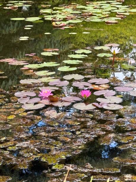 istock Floating flowers in the lake 2201608133