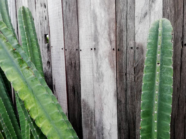 Cactus plants growth on the pot in close up, on wall background