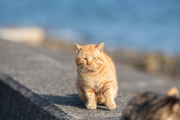 istock Cute stray cat sitting on the embankment 2201610553