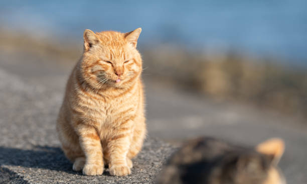 istock Cute stray cat sitting on the embankment 2201610593