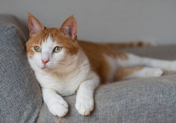 istock A cute cat relaxing in its favorite place 2201610961