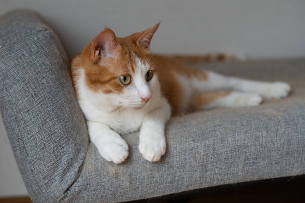 istock A cute cat relaxing in its favorite place 2201611043