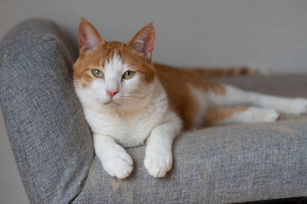 istock A cute cat relaxing in its favorite place 2201611054