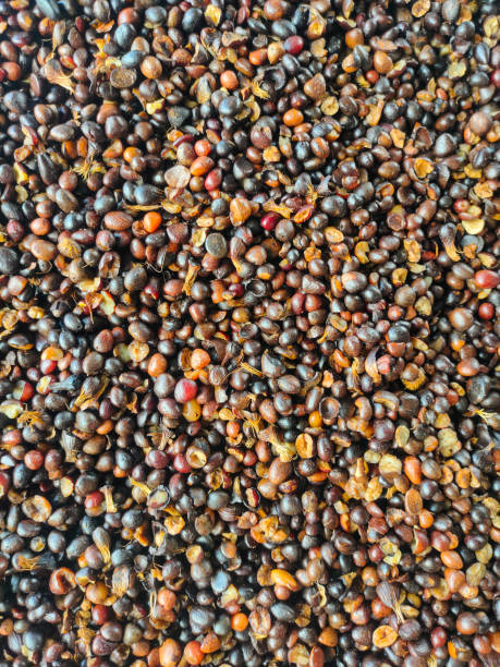istock Closeup palm kernal seeds mixed with shell and uncrack palm kernal 2201611104
