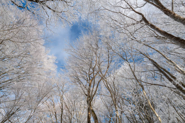 istock Looking up, you can see the beautiful blue sky and frost 2201611376