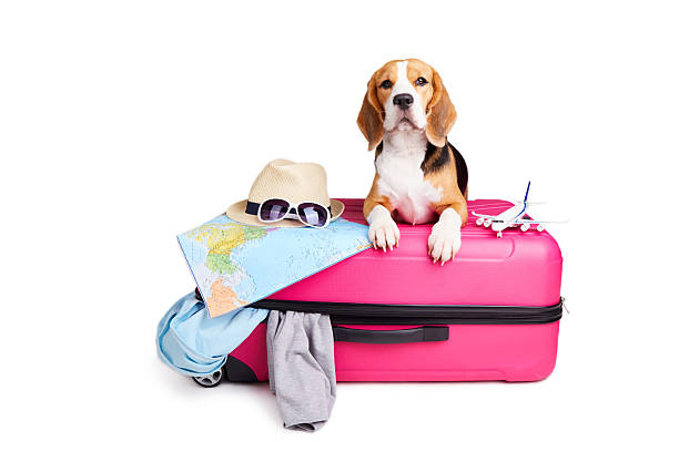 istock A beagle dog is going on a summer trip. Suitcase with things, hat, map and other accessories for a sea holiday on a white isolated background. Copy space 2201611566