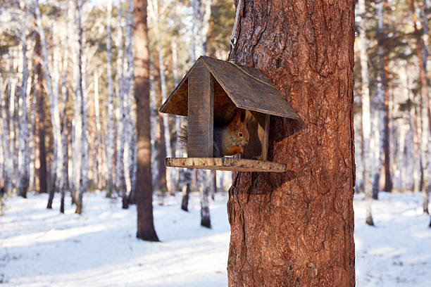 istock Squirrel eating from a wooden feeder in a snowy forest during winter. 2201611636