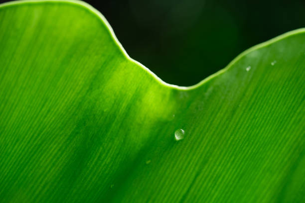 Green leaves with water drop. Nature background.