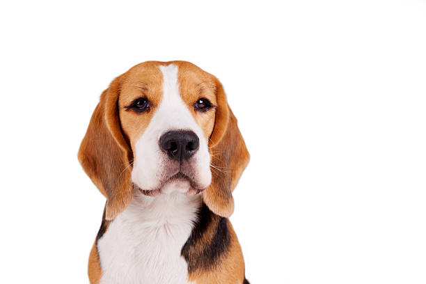 istock Portrait of a beagle dog on white isolated background 2201611795