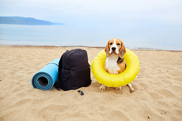 A beagle dog wearing a floating ring sits on a sandy beach. Next to it is a backpack, a mat for outdoor recreation, hiking.