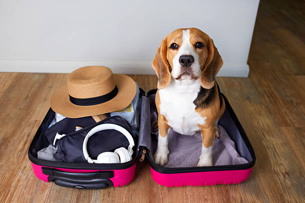 istock A beagle dog sits in a suitcase with things for a summer vacation at sea. 2201611959