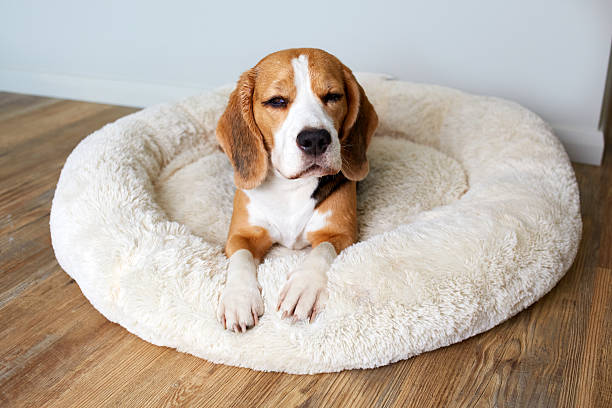istock A sleepy beagle dog lies on a dog bed 2201611962