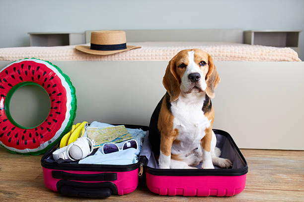 istock A beagle dog sits in a suitcase with things and a floating inflatable circle for a summer vacation at sea 2201611991