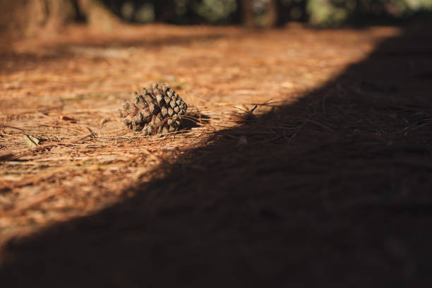 travel in nature concept with pine on mountain in springtime season