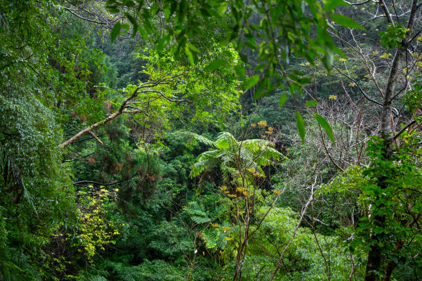 istock Amami's nature is fascinating and creative 2201613731