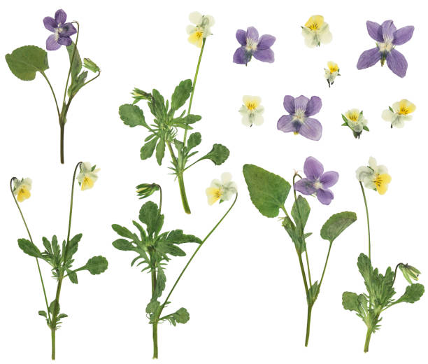 istock Pressed and dried bush delicate forest violets, isolated on white background. For use in scrapbooking, floristry or herbarium. 2201613880