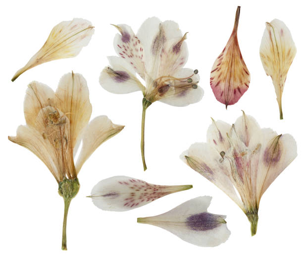 Pressed and dried flower alstroemeria, isolated on white background. For use in scrapbooking, floristry or herbarium.