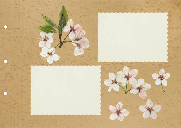Scrapbook composition with flowers elements and photo frame. Page for stories. Layout photo album with empty photo frames. Page from an old photo album. Flowers plum.