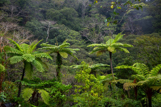 istock Amami's nature is fascinating and creative 2201615125