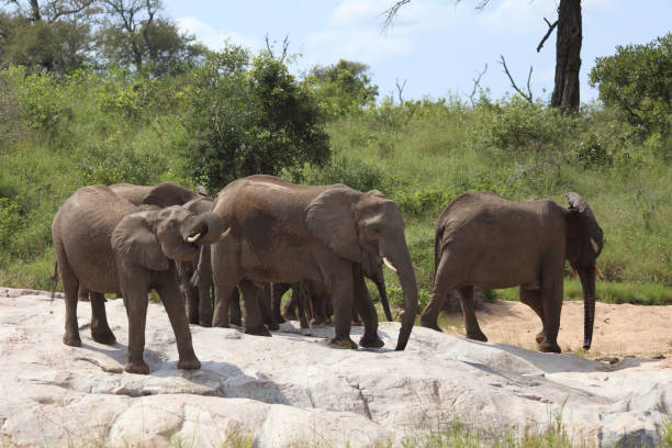 istock Afrikanischer Elefant / African elephant / Loxodonta africana 2201615641