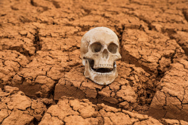 Human skull in hole in soil. Abandoned skull excavated in ground with roots.