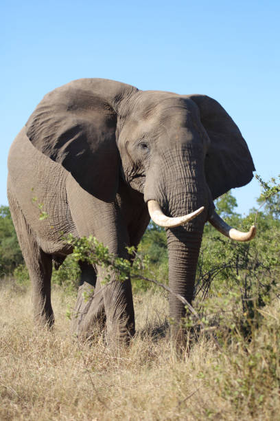 istock Afrikanischer Elefant / African elephant / Loxodonta africana 2201616023