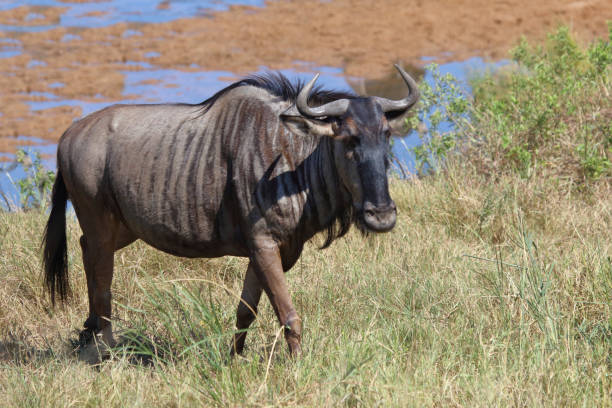 istock Streifengnu / Blue wildebeest / Connochaetes taurinus 2201616058
