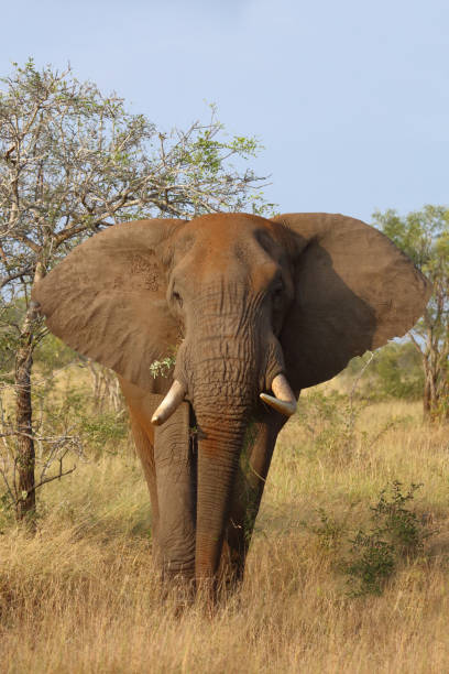 istock Afrikanischer Elefant / African elephant / Loxodonta africana 2201616213
