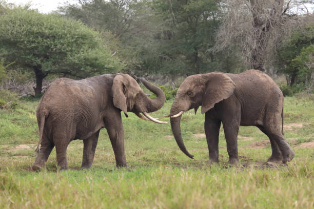 istock Afrikanischer Elefant / African elephant / Loxodonta africana 2201616401