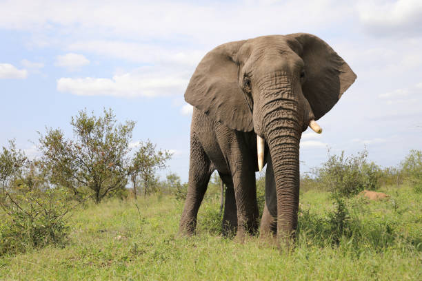 istock Afrikanischer Elefant / African elephant / Loxodonta africana 2201616481
