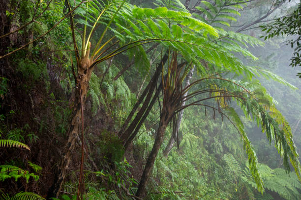 istock Amami's nature is fascinating and creative 2201616587
