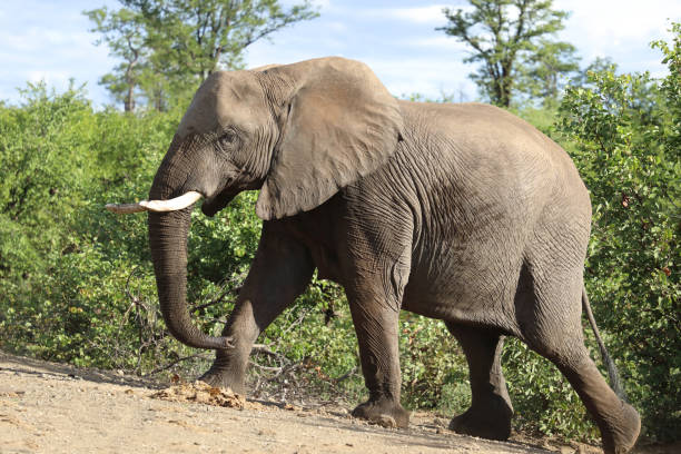 istock Afrikanischer Elefant / African elephant / Loxodonta africana 2201616854