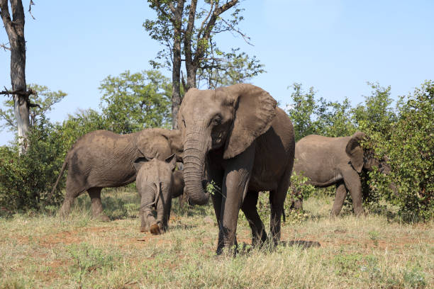 istock Afrikanischer Elefant / African elephant / Loxodonta africana 2201616914