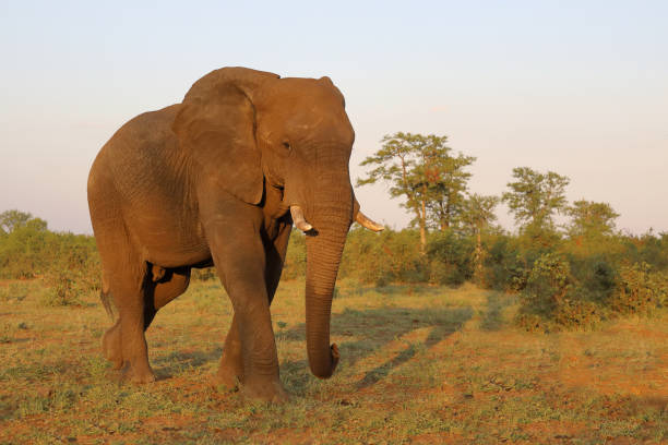 istock Afrikanischer Elefant / African elephant / Loxodonta africana 2201616946
