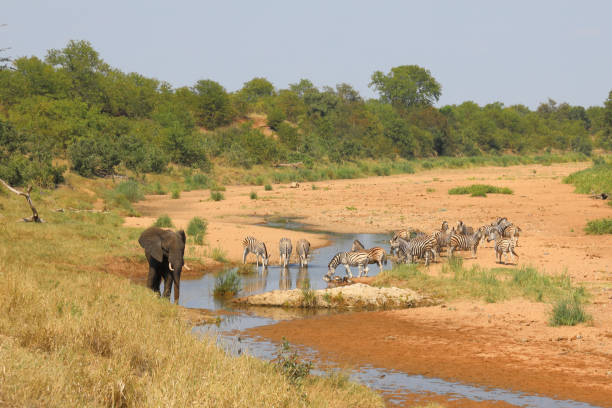 istock Afrikanischer Elefant und Steppenzebra im Tsendze River/ African elephant  and Burchell's zebra in Tsendze River / Loxodonta africana et Equus quagga burchellii 2201617059