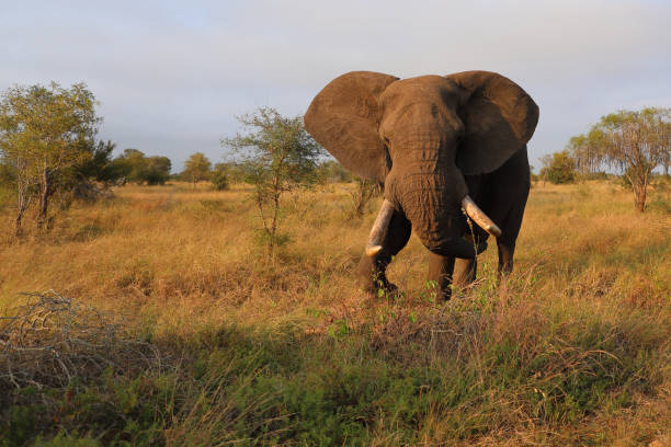 istock Afrikanischer Elefant / African elephant / Loxodonta africana 2201617171