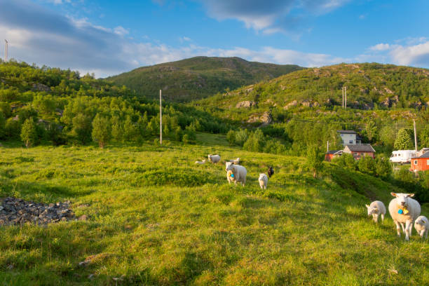 istock Scenic countryside of Tromso, Norway 2201619646